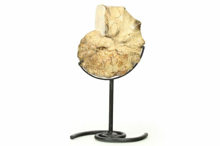 Cretaceous Ammonite (Mammites) Fossil with Metal Stand - Morocco #274597